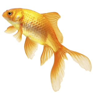 Ммм.. А перше моє бажання - акваріумний набір!