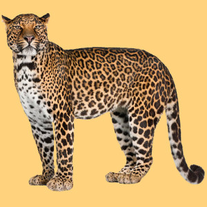 Долучайся до зграї! Колекція "Леопард"